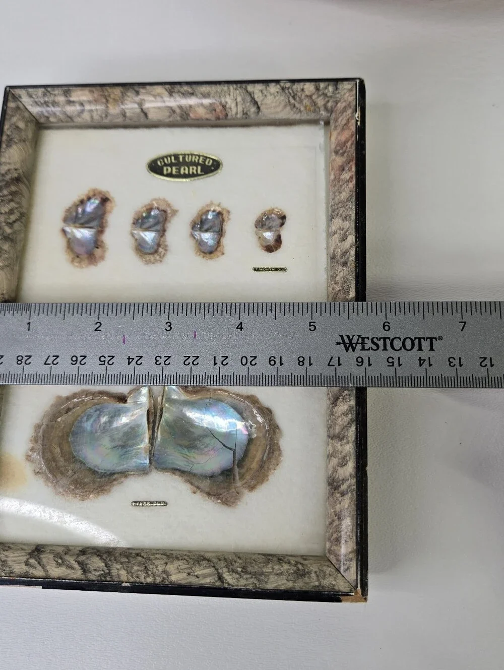 VTG 1970s Japanese Pearl Oyster Specimen Display Frame Cultured Pearl